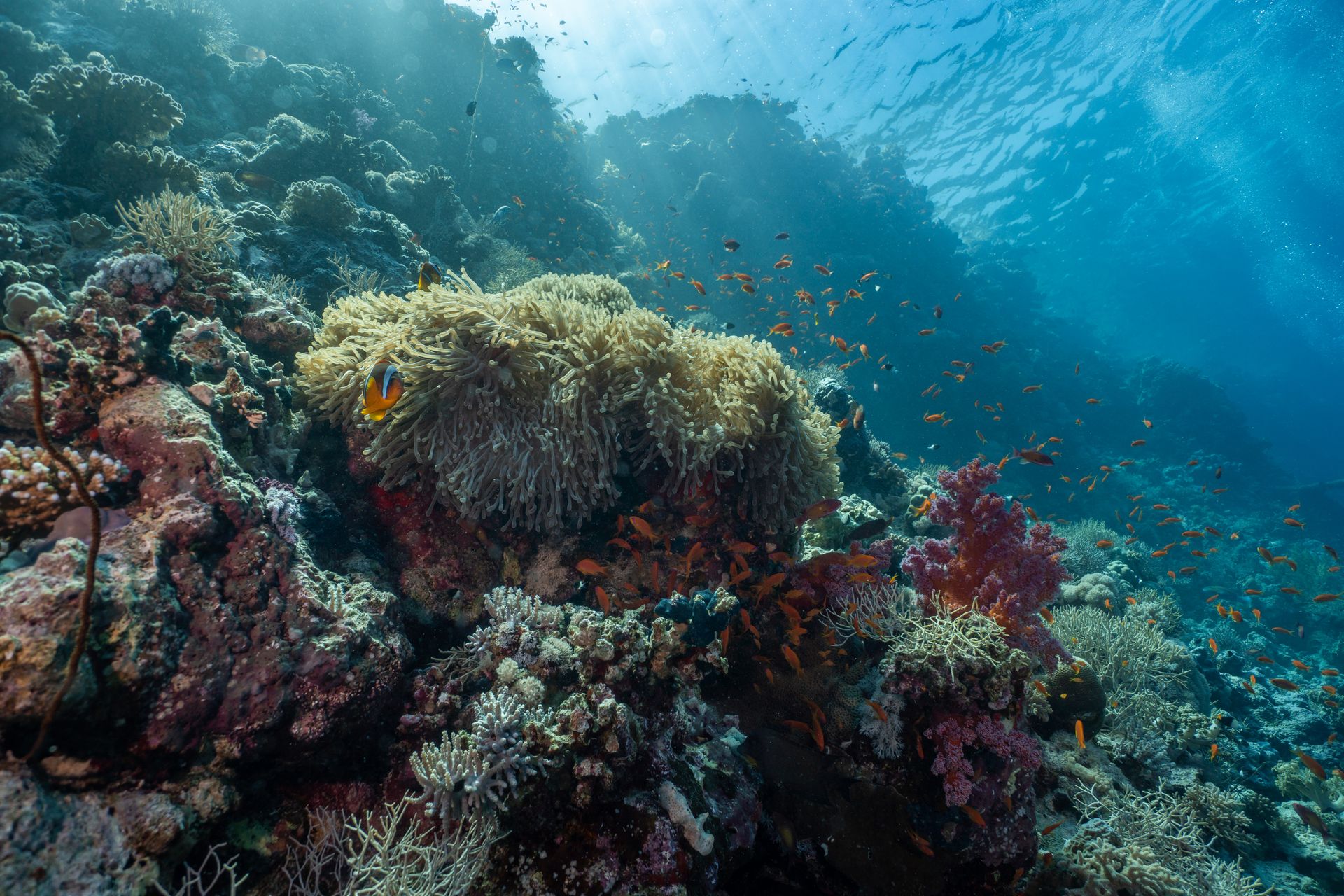 Terumbu karang bawah laut