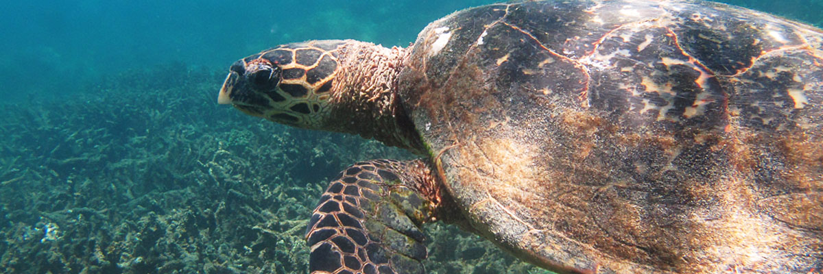 Sea Turtle Concervation